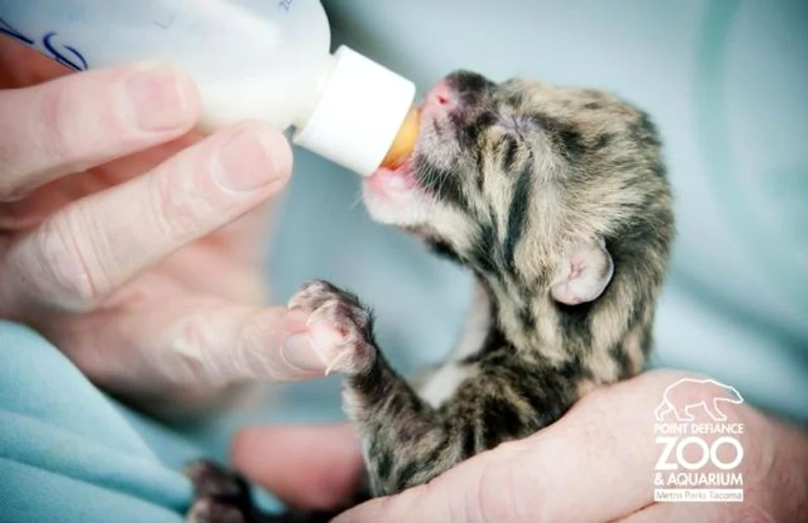 
    Noua vedetă de la Zoo (Foto: Point Defiance Zoo & Aquarium)  