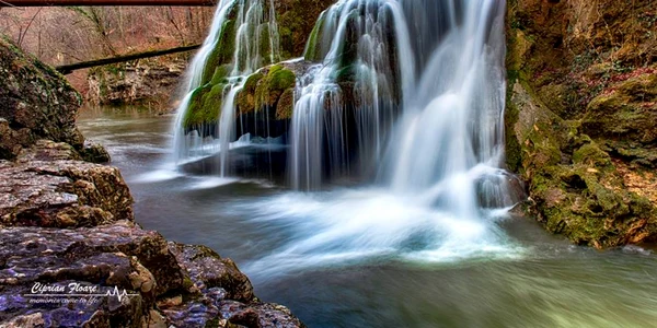 bigar foto ciprian floare