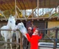 13 ana fiica roxanei ciuhulescu tabara de echitatie hobby calarie cai 14 jpg jpeg