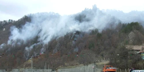 Cele 1.400 de hectare de padure si litiera cuprinse de incendii, in Oltenia, au afectat viata animalelor si pasarilor din paduri