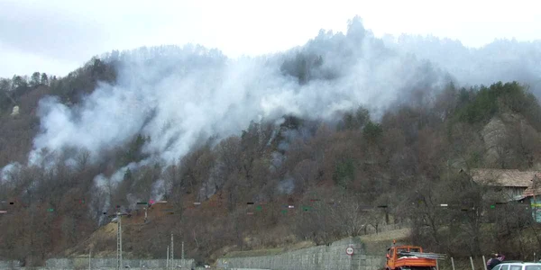 Cele 1.400 de hectare de padure si litiera cuprinse de incendii, in Oltenia, au afectat viata animalelor si pasarilor din paduri