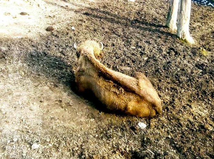 Zimbrul este extrem de slăbit