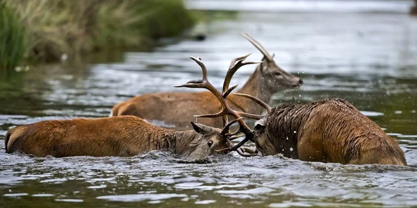 Doi cerbi prinşi în focul luptei pentru împerechere s-au luptat şi în apă nu doar pe uscat în Bushy Park Surrey Marea Britanie FOTO Mark Ollett/Photoland/Caters