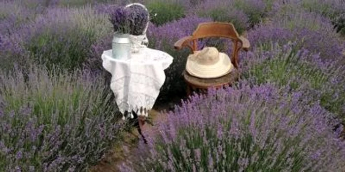 lavanda stremt alba