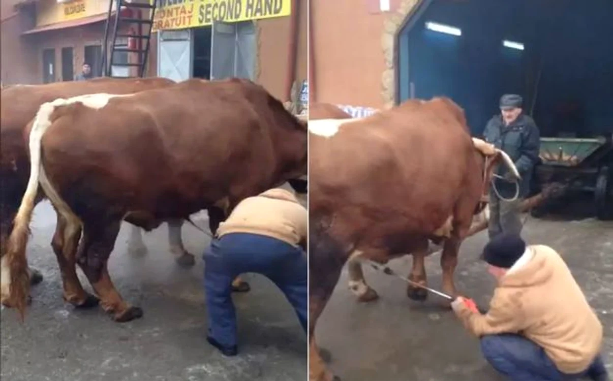 Captură video   FOTO: Facebook Sorin Sturzu/via grup Prietenii Făgăraşului