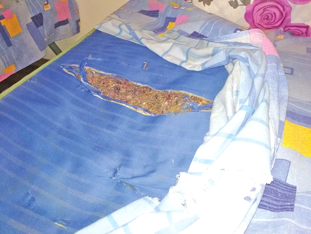 Saltelele, rupte şi murdare