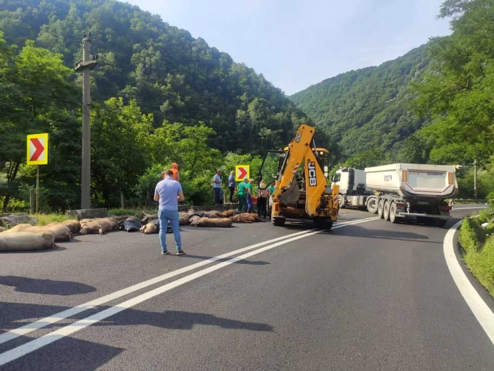 
    Mai multe animale au murit în urma răsturnării TIR-uluiFoto: adevarul.ro  