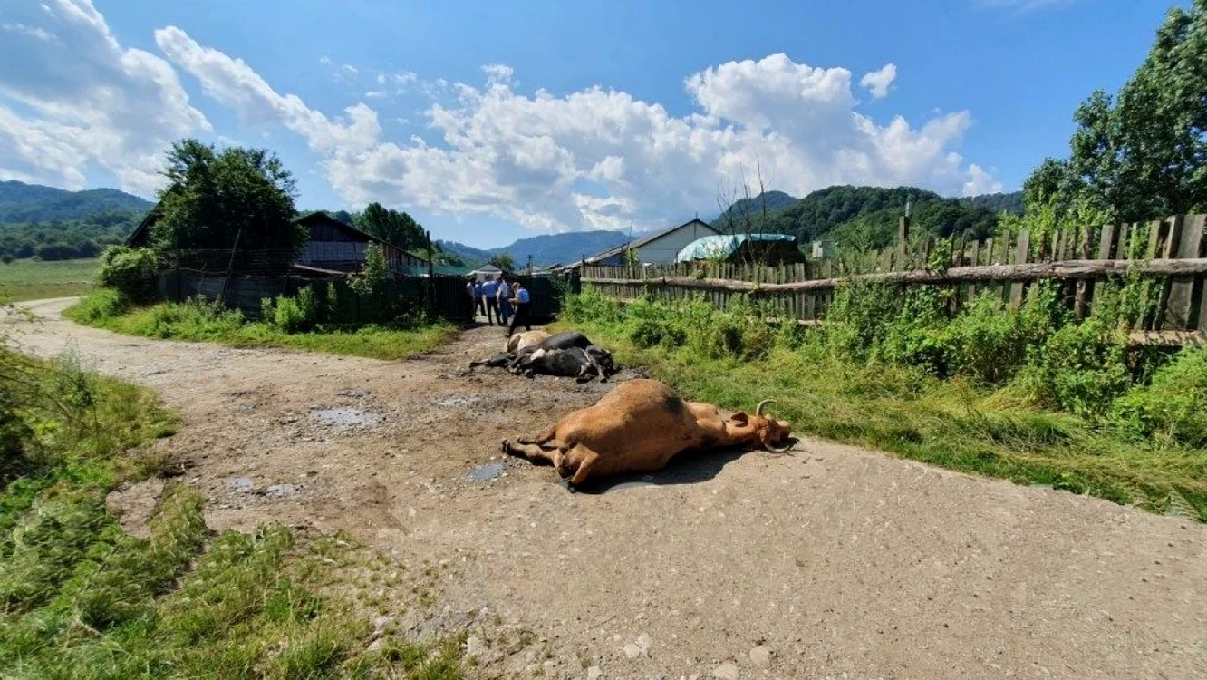 Animalele au murit aparent inexplicabil, dar ancheta a scos la iveală cauza FOTO Asum.ro