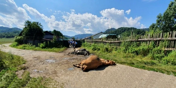 Animalele au murit aparent inexplicabil