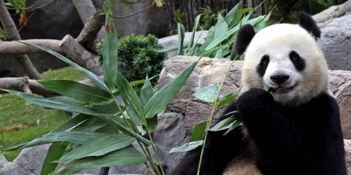 Ursul panda Ying Ying la grădina zoologica Ocean Park din Hong Kong 9 august 2009 FOTO EPA-EFE