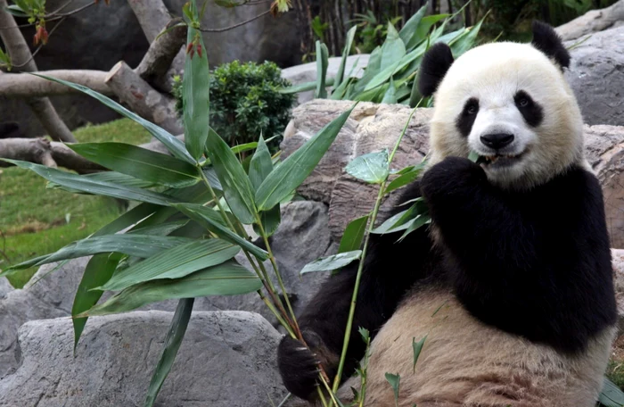 Ursul panda Ying Ying la grădina zoologica Ocean Park din Hong Kong 9 august 2009 FOTO EPA-EFE