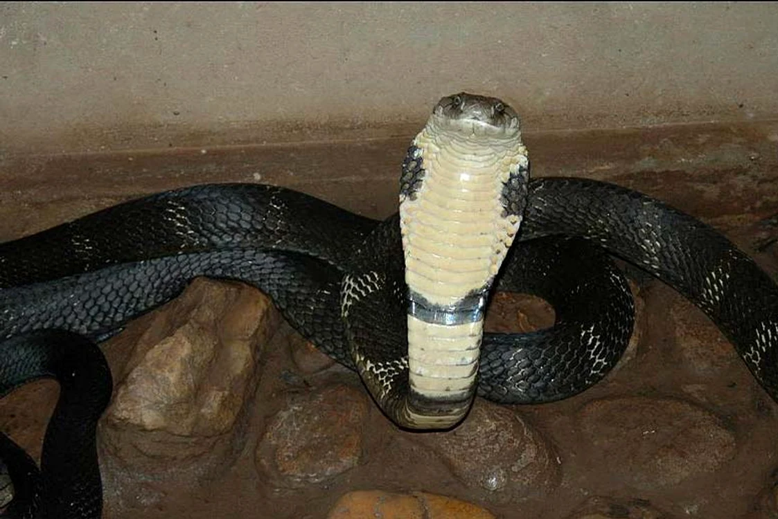 Cele mai periculoase animale din lume: Cobra indiană este un şarpe destul de agresiv 
