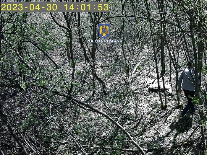 căprioară prinsă în laț, FOTO: IPJ Suceava