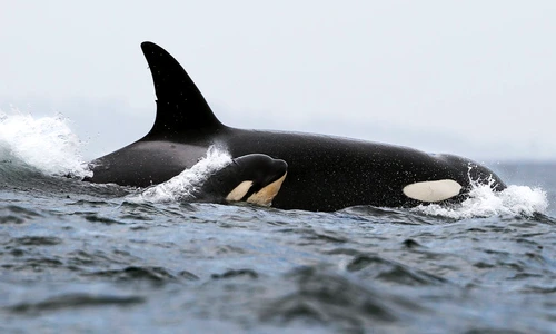 1 85359 original jpg jpeg