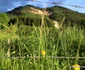 Roșia Montană Foto Daniel Guță ADEVĂRUL (155) JPG