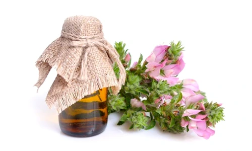 1 osul iepurelui jpg jpeg