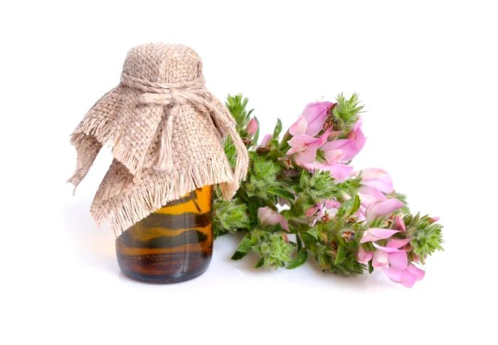 1 osul iepurelui jpg jpeg