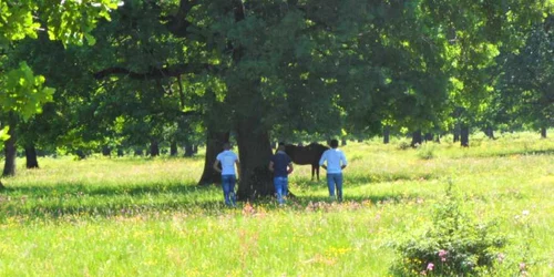 festival laleaua pestrita 7