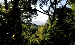 bwindi impenetrable forest 355180 1280 jpg