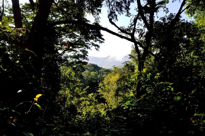 Habitatul său preferat este reprezentat de pădurile dese africane / foto: Pixabay