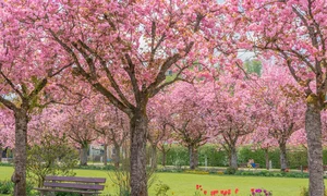cherry blossoms 7850989 1280 jpg
