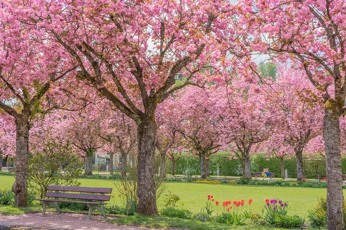 Unde pot fi văzuți cireșii înfloriți în Europa / Foto: Pixabay