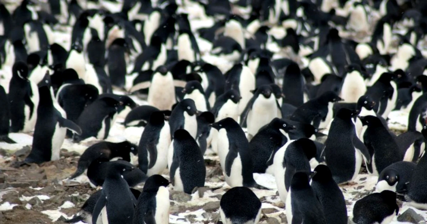 Pinguini Adelie AFP PHOTO / MICHAEL POLITO/LOUISIANA STATE UNIVERSITY