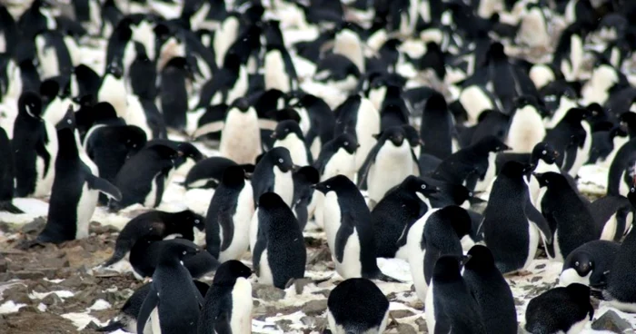 Pinguini Adelie AFP PHOTO / MICHAEL POLITO/LOUISIANA STATE UNIVERSITY