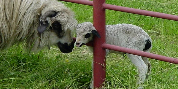 Crescătorii de animale vor trebui să plătească taxele de păşunat
