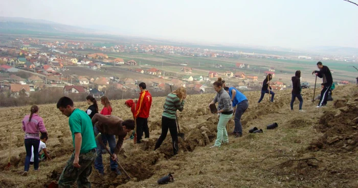 Voluntarii sunt aşteptaţi sâmbătă la Tăureni pentru a planta în jur de 10.000 de puieţi