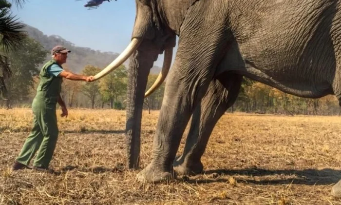 1 elefant 62041102 jpg jpeg