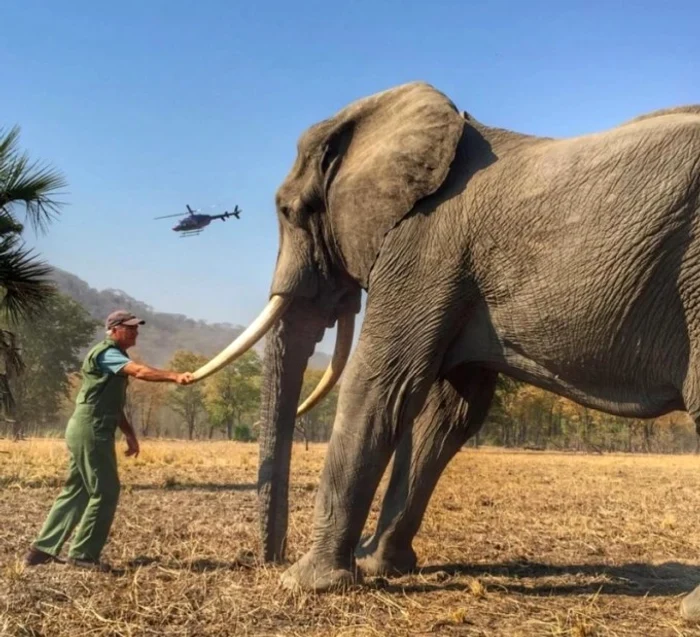 1 elefant 62041102 jpg jpeg