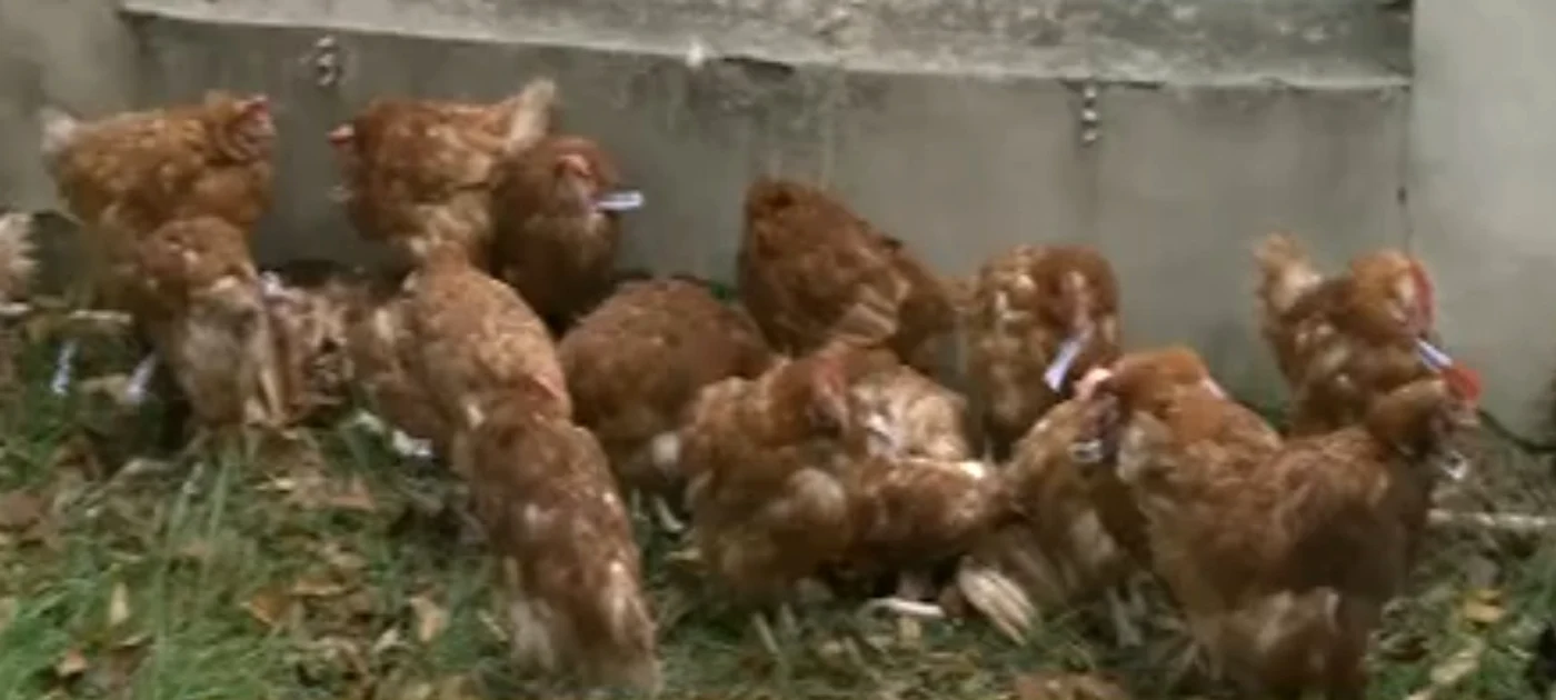 Găinele aveau legat de gât un mesaj