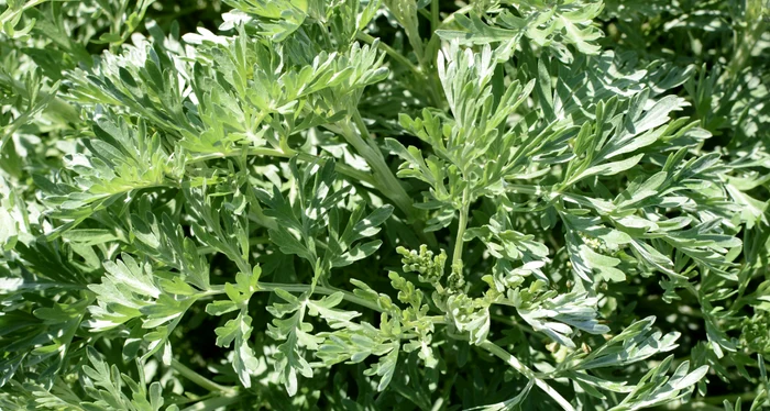 Pelinul vine de ajutor în cazul aterosclerozeiFoto: Shutterstock