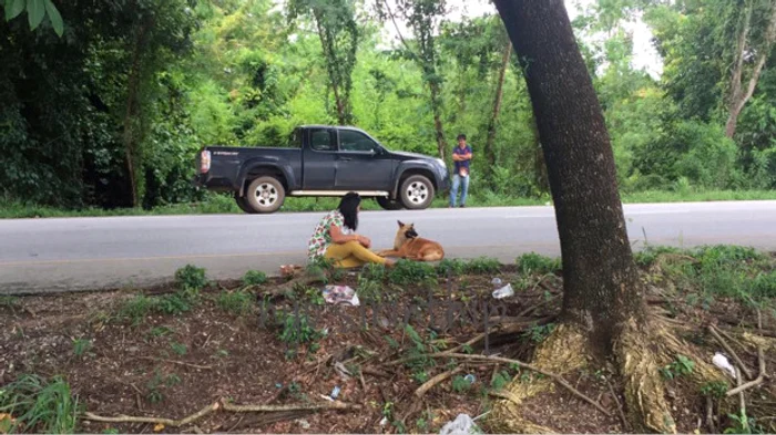 Patrupedul era hrănit de localnici