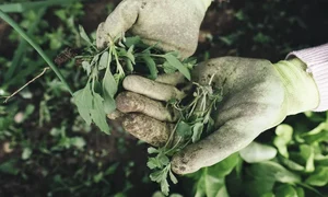 romani coronavirus png