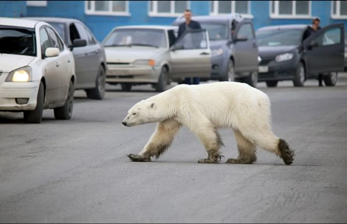 Urs polar FOTO Zapolyarnaya Pravda/Siberian Times