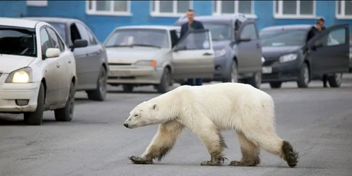 urs polar foto siberian times 