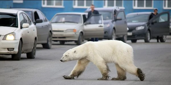urs polar foto siberian times 