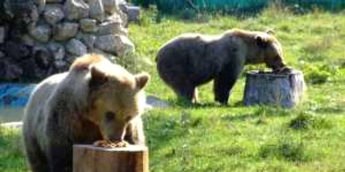 Târgovişte: Animalele la Zoo, sărbătorite cu tort de fructe