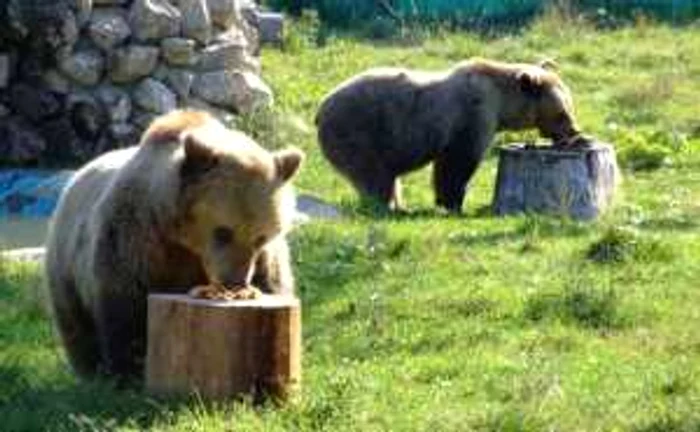 Târgovişte: Animalele la Zoo, sărbătorite cu tort de fructe