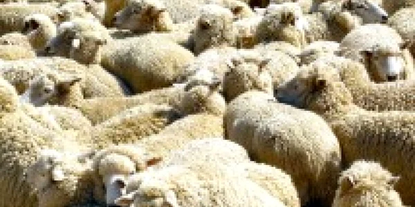 Oile au rămas în stâna proprietarului