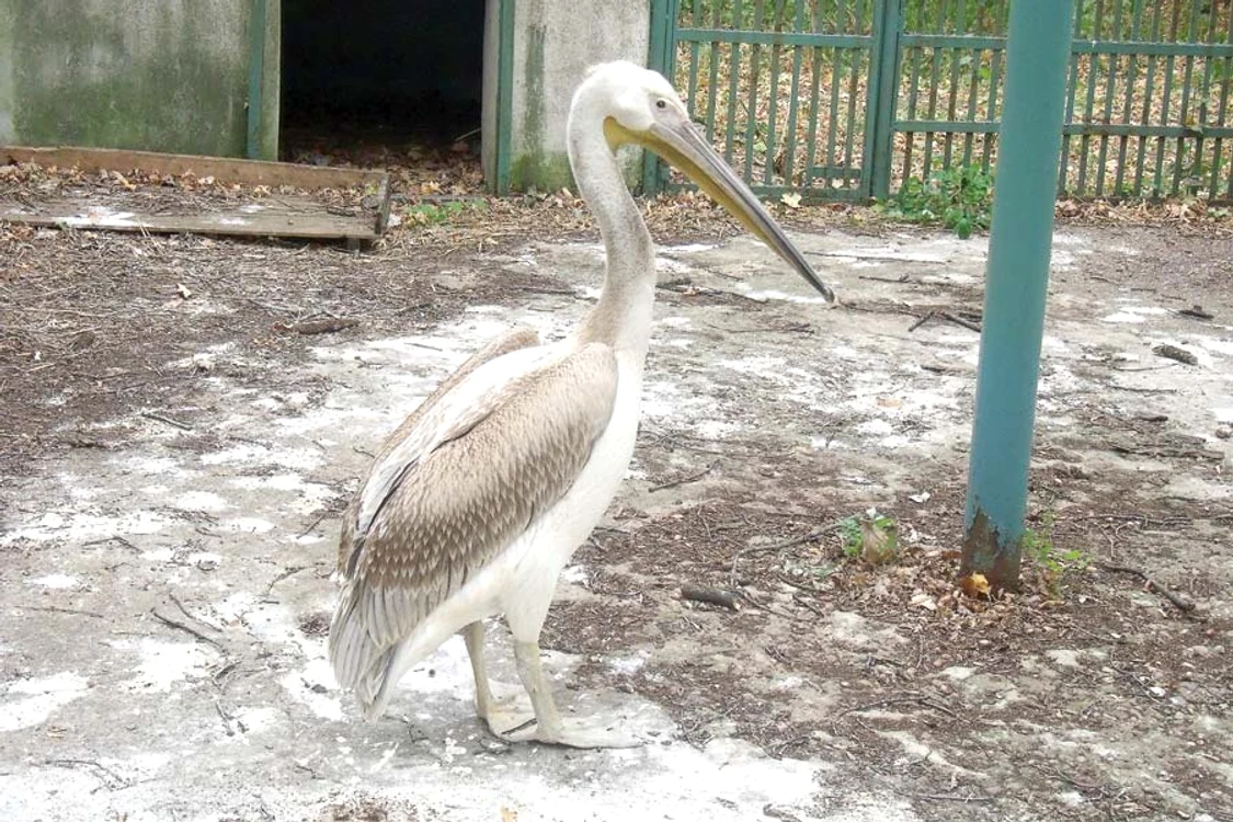 
    Pelicanul Paul  își luase zborul  spre Africa și  s-a prăbușit în  curtea bisericii  