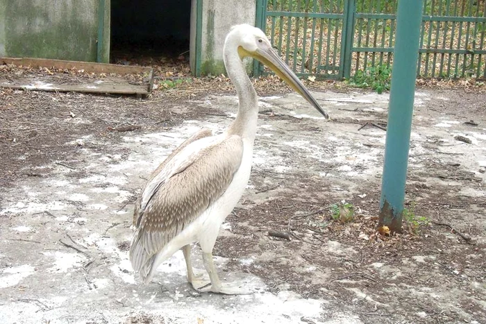 
    Pelicanul Paul  își luase zborul  spre Africa și  s-a prăbușit în  curtea bisericii  
