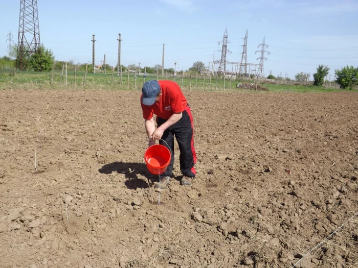 În lipsa irigaţiilor, agricultorii se descurcă cum pot FOTO Alexandra Georgescu