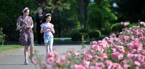 Colecţia de trandafiri de la Grădina Botanică din Galaţi FOTO Florin Matei