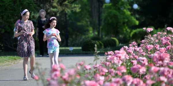 Colecţia de trandafiri de la Grădina Botanică din Galaţi FOTO Florin Matei