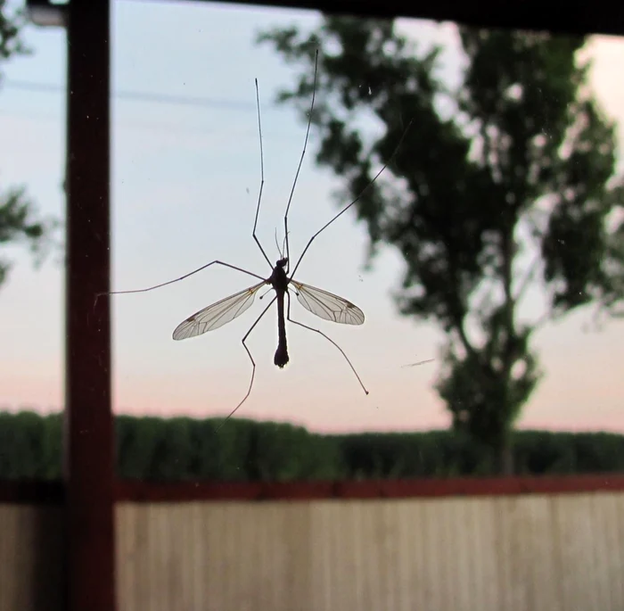 Micile insecte, o mare problemă Foto:I.S.