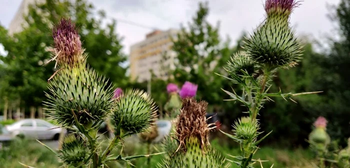 Fotografii cu OnePlus 6 (A6003) FOTO Adrian Pogîngeanu