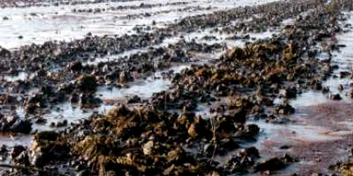 Bruxelles-ul ne cere socoteală pentru reziduurile petroliere